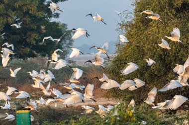 Büyük bir Kara Kafalı Ibis sürüsünü (Threskiornis melanocephalus) ve diğer balıkçıları şafak vakti yemyeşil bir doğal ortamda yakalarken huzurlu bir an..
