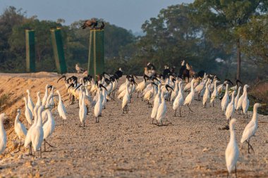 Kalkıştan hemen önce yakalanan Steppe Eagle güçlü bir duruş sergiliyor, kanatları hafifçe havada ve pençeleri levreği kavrıyor. Arka plandaki yumuşak sabah renkleri beklentinin dramatik anını güçlendiriyor..
