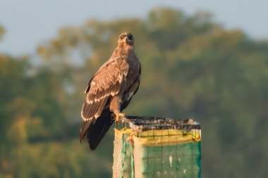 Tetikte olan Steppe Eagle, uçmaya hazır bir şekilde yüksek bir yerden nöbet tutar. Tüylerindeki doğal ışık oyunu tüylerinin karmaşıklığını ve keskin ifadesini vurgular..