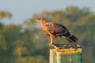 Kalkıştan hemen önce yakalanan Steppe Eagle güçlü bir duruş sergiliyor, kanatları hafifçe havada ve pençeleri levreği kavrıyor. Arka plandaki yumuşak sabah renkleri beklentinin dramatik anını güçlendiriyor..