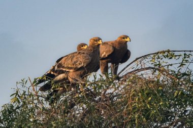 Steppe Eagles üçlüsü yapraklı bir ağacın tepesine tünemiş. Keskin bakışları ufku tarıyor. Altın ışık, bu muhteşem yırtıcıların gücünü ve zarafetini gözler önüne sererek etkileyici tüylerini ön plana çıkarıyor..