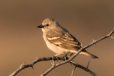 Bu sarı boğazlı serçe huzurlu bir anda görülüyor, çevresiyle zahmetsizce harmanlanıyor. Keskin ama narin özellikleri yumuşak arka plana karşı duruyor. Bu da güzel bir vahşi yaşam görüntüsü oluşturuyor..