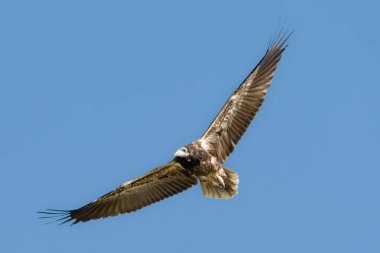 Genç bir Mısırlı Akbaba, kahverengi tüylerini ve keskin bakışlarını göstererek zahmetsizce süzülüyor. Bu leş yiyici leşleri temizleyerek ekosistemde çok önemli bir rol oynar..