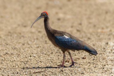 Kırmızı peçeteli çarpıcı bir Ibis, mavi ve yeşil ipuçlarıyla parıldayan parlak siyah tüylü, kurak bir arka plana karşı dimdik ayakta duruyor. Kırmızı taç ve keskin kavisli gagası kendine özgü görünümüne eklenir..
