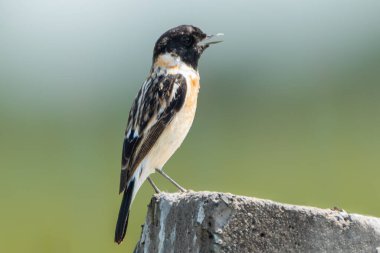 Saldırgan bir erkek Sibirya Taşı yıpranmış beton bir direğin tepesinde oturuyor, gagası sanki çayırlarda haykırıyormuş gibi açık. Bulanık yeşil arka plan kuşların keskin özelliklerini ve karmaşık tüylerini arttırır..