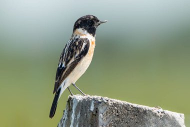 Bir erkek Sibirya Taşı, beton bir direğin kenarına sakince tüneyerek uzaklığa bakıyor. Kuşlar, koyu siyah kafası ve sıcak kabarık göğsüyle, karşı karşıya gelir yumuşak yeşil arkaplan.