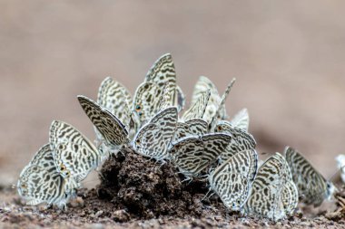 Bir grup Zebra Mavi Kelebek nemli topraklarda toplanarak hayatta kalmaları için gerekli mineralleri çıkarıyorlar. Bu büyüleyici davranış, beslenmeleri ve üremeleri için hayati önem taşıyor..