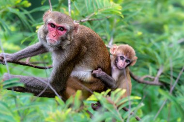 Bir anne Rhesus Macaque bebeğini nazikçe kucaklar ve sık ormanda sıcaklık ve güvenlik sunar. Yavru, doğadaki güçlü anne bağının altını çizerek sıkıca tutunuyor..