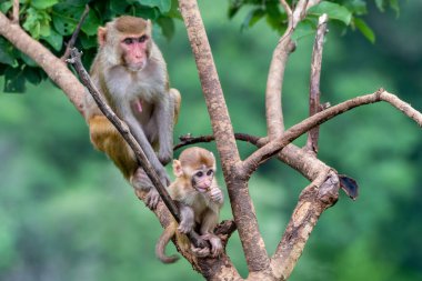 Rhesus Macaque 'lı bir annenin yavrusunu şefkatle kucakladığı yürek ısıtan bir sahne. Samimi an, anne ve bebeği arasındaki derin bağ ve ilgiyi yakalar..