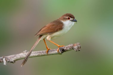 Sarı gözlü bir Babbler, kuru bir dalda dinlenirken yakalanır. Keskin bakışları çevreyi tarar. Karakteristik kırmızı gözü ve sıcak kahverengi tüyleri yumuşak yeşil arka planda göze çarpar..