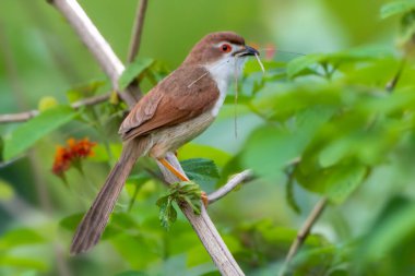 Sarı gözlü bir Babbler, canlı yeşil yapraklarla çevrili gagasında yuva lifleri tutan bir dala tünemiş olarak görülüyor. Kuşlar parlak kırmızı göz ve narin kahverengi-beyaz tüyler güzel bir zıtlık arka plan ile.