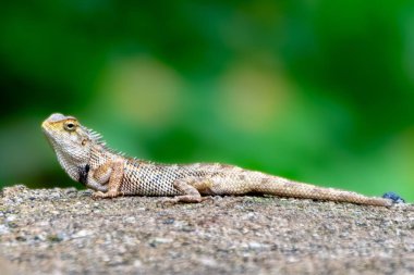 Doğulu bir bahçe kertenkelesinin detaylı bir görüntüsü. Taş bir yüzeyde güneşleniyor, dikenli pulları ve çevreyle harmanlanan toprak rengi. Bu tür, çevreye uyum sağlamak için renk değiştirme yeteneğiyle bilinir..