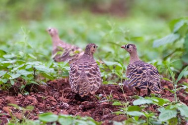 Küçük bir grup boyalı orman tavuğu çevresiyle mükemmel bir şekilde kamufle oluyor. Karmaşık desenleri kuru orman zeminiyle sorunsuz bir şekilde birleşiyor..