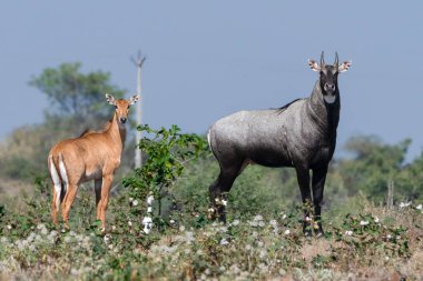 Erkek ve dişi bir Nilgai vahşi doğada bir arada duruyor ve türün belirgin cinsel dimorfizmini vurguluyor. Erkek mavimsi-gri ceket açık arazide güzel bir sahne oluşturmak için dişilerle tezat oluşturur..