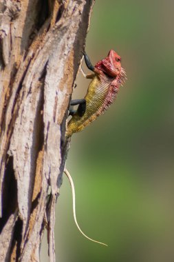 Doğulu bir bahçe kertenkelesi (Calotes versicolor) canlı kırmızı bir kafa ve dokulu bir gövde ile bir ağaç gövdesini kavradığı, doğal renkler ve Hint ormanlarında duruş sergilediği görülmektedir..