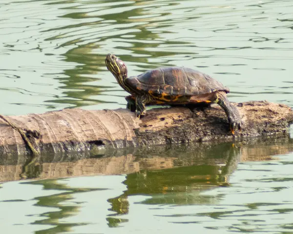 Yalnız bir kaplumbağa, yıpranmış bir kütüğün üzerinde oturur. Güneşin sıcaklığını emerken boynunu uzatır. Huzurlu bir gölün ortasında..