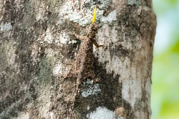 Hint Uçan Kertenkele 'sinin nadir görülen bir görüntüsü. Sarı çiğ tanecikleri tamamen genişletilmiş, muhtemelen bölgesel gösterim ya da iletişim için..