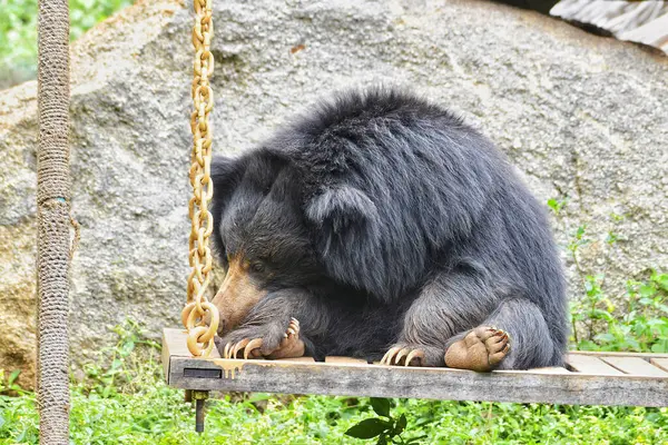 Tembel bir ayı, hayvanat bahçesi etrafındaki ahşap bir salıncakta rahatça dinlenirken görülüyor. Kalın, tüylü ve uzun pençeleri doğal bir ortamda rahatlamış gibi görünüyor..