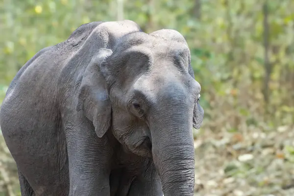 Çölde yakalanmış güzel bir Asya fili, yemyeşil bir ormanın ortasında kırışık derisini ve sakin tavırlarını sergiliyor..