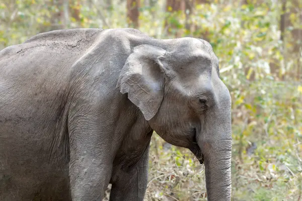 Barışçıl bir Asya fili ormandaki zamanının tadını çıkarırken sakin bir ifadeyle zarif bir şekilde yaprakların arasında hareket ediyor..