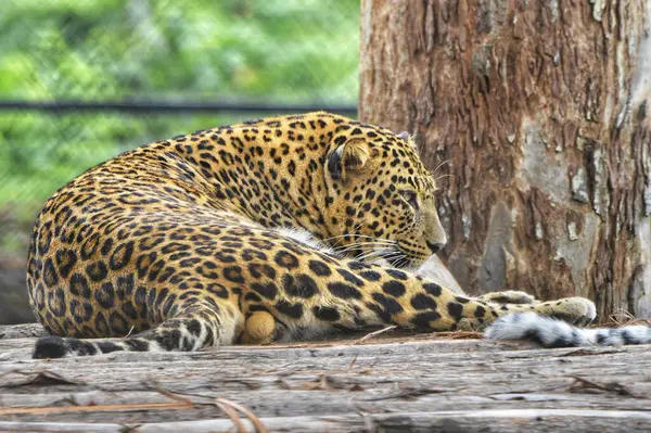 Muhteşem bir leopar ahşap bir platformda dinlenirken görülüyor, altın rengi paltosu belirgin siyah rozetlerle süslenmiş. Kedi sakin görünüyor ama iyi korunan bir hayvanat bahçesinde tetikte..