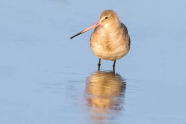 Kara kuyruklu bir Godwit, sığ sularda sakince durur. Altından güneş ışığını yansıtan uzun ve hafifçe ters dönmüş gagası. Kuşun duruşu, yiyecek aramak için doğru zamanı beklerken sabırlı olmayı öneriyor..
