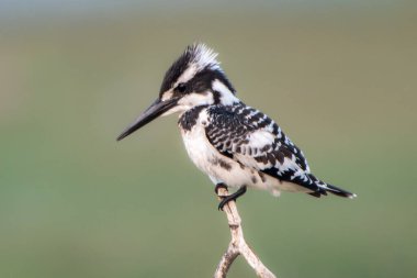 Çarpıcı bir siyah-beyaz Pied Kingfisher ince bir dala nazikçe tünemiş ve etrafını dikkatlice inceliyor. Eşsiz süzülen avlanma tarzıyla tanınan bu kuş, su cesetlerinin yanında gelişir..