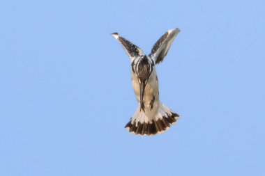Pied Kingfisher bir sonraki avı için suya saldırmaya hazırlanırken titizlikle havada süzülüyor. Aşağıdaki hedefe kilitlenirken kanatları hızla çırpar..