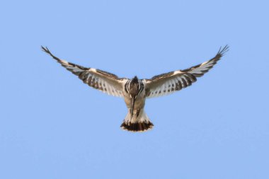 Pied Kingfisher yemek için suya dalmadan hemen önce uçuşunu ayarlarken havada çeviklik tam olarak sergileniyor..