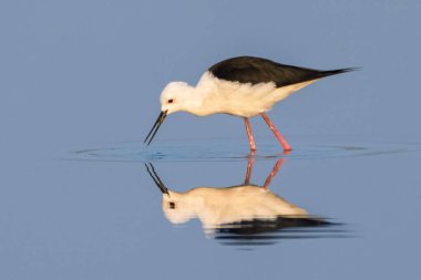 Siyah kanatlı Stilt gagasını nazikçe suya daldırıyor ve sakin yüzeyde neredeyse mükemmel bir ayna görüntüsü yaratıyor. Yansıma bu yağmurluğun huzur veren güzelliğini arttırır..