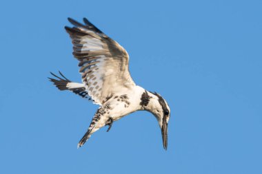 Çarpıcı bir Pied Kingfisher havada süzülür, siyah-beyaz tüyleri ve aşağıdaki suyu tararken keskin gagası dengede durur..