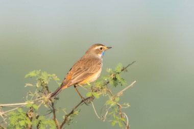 Göz kamaştırıcı bir Bluethroat, canlı mavi boğaz yamasını göstererek, onun topraksı tonlu tüylerine karşı çarpıcı bir kontrast, vahşi doğada büyüleyici bir manzara için.