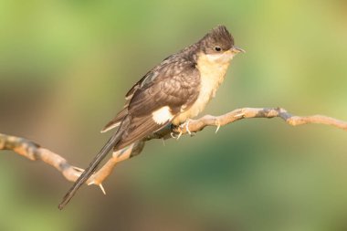 Bir Pied Cuckoo kuru bir dalda narin bir şekilde otururken görülüyor, çarpıcı siyah-beyaz tüyleri yumuşak yeşil arka planla çok güzel zıt düşüyor..