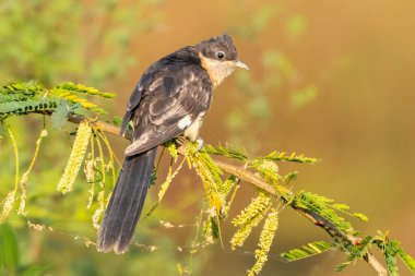 Pied Cuckoo sakince çiçekli bir bitkiye tünemiş, narin sarı çiçeklerle çevrili, dingin ana cazibe katıyor..