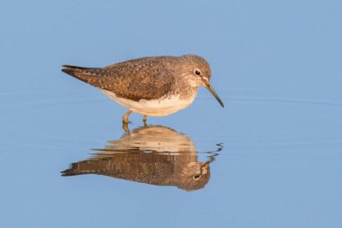 Bir Yeşil Çulluk durgun suda yürür, yansıması neredeyse mükemmel bir ayna görüntüsü oluşturur. Sakin mavi arka plan bu göçmen balıkçının güzelliğini arttırıyor..