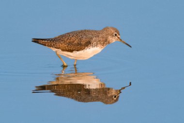 Yeşil Çulluk, suda narin bir şekilde hareket eder. Huzurlu bir bataklık ortamında yiyecek ararken büyüleyici bir yansıma yaratır..