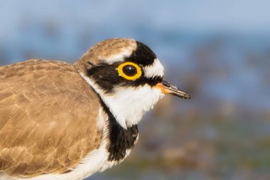 Küçük Halkalı Plover 'ın keskin ve detaylı bir görüntüsü, çarpıcı sarı göz halkası ve karmaşık tüy desenlerini sergiliyor..