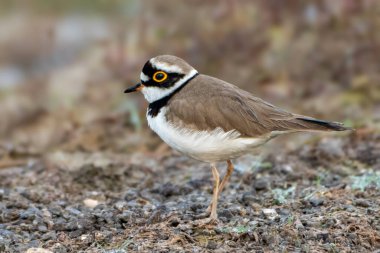 Küçük bir Halkalı Plover doğal bir yüzeyde duruyor, çevresiyle iyi uyum sağlıyor. Keskin bakışları ve belirgin işaretleri onu büyüleyici bir konu yapıyor..