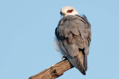 A striking black-shouldered kite with piercing red eyes is perched on a wooden branch, showcasing detailed gray feathers against a serene blue sky.