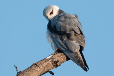 A majestic black-winged kite bird with gray and white feathers and vivid red eyes perched on a tree branch against a clear blue sky in morning light.