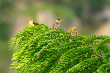 Three Baya Weavers with colorful plumage rest on vibrant green leaves, surrounded by a blurred natural background, creating a serene wildlife scene.