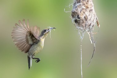 Geniş kanatları olan dişi bir güneş kuşu, gagasında dallar taşıyarak yuvasını kurar. Sahne, bulanık yeşil bir arka planda çerçevelenmiş karmaşık yuva kurma davranışları sergiliyor..