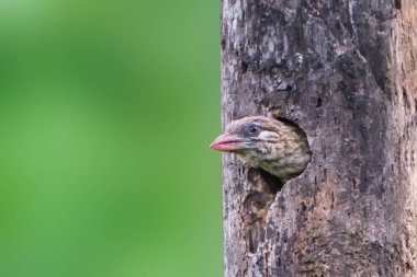 A White-cheeked Barbet cautiously peers out from its tree hole nest, possibly scanning the surroundings before taking flight. This cavity is likely used for nesting or roosting in a wooded habitat.
