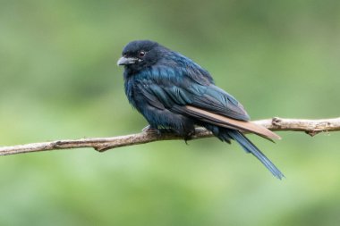 İnce bir dalda dinlenen bir Kara Drongo parlak mavi-siyah tüylerini sergiliyor. Keskin bakışları ve hafif dalgalı tüyleri görüntüye karakter katar..