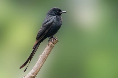Çarpıcı bir Ashy Drongo bir dala tünemiş, parlak gri tüyleri doğal ışıkta ince bir şekilde parıldıyor. Kuşun keskin bakışı ve zarif duruşu, tetikte olma doğasını vurguluyor..