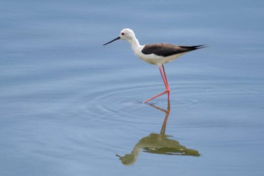 Vurucu bir Kara Kanatlı Stilt sığ sularda yürür, uzun pembe bacakları hareket ederken hafif dalgalanmalar yaratır. Siyah ve beyaz tüyleri mavi göle karşı çok güzel tezat oluşturuyor..