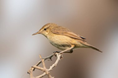 Blyth 's Reed Warbler' ın yakın çekimi. İnce gagası ve tetikte duruşu ile çorak bir dal üzerinde zarif bir şekilde tünemiş..