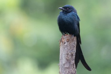 Saldırgan bir Kara Drongo yıpranmış bir ağaç kütüğünde oturuyor, tetikte ve hazır görünüyor. Yumuşak yeşil arka planda koyu renk tüylerinin karşıtlığı parlak görünümünü arttırır..