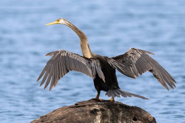 Doğulu Darter etkileyici kanatlarını bir kayanın üzerine serer, bir dalıştan sonra kurur, zarif tüylerini sergiler.
