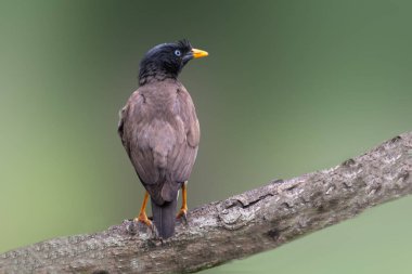 Koyu kahverengi tüylerini, keskin sarı gagasını ve keskin mavi gözlerini sergileyen bir orman Myna 'sı bulanık yeşil bir arka planı olan desenli bir ağaç dalına tünemiş..